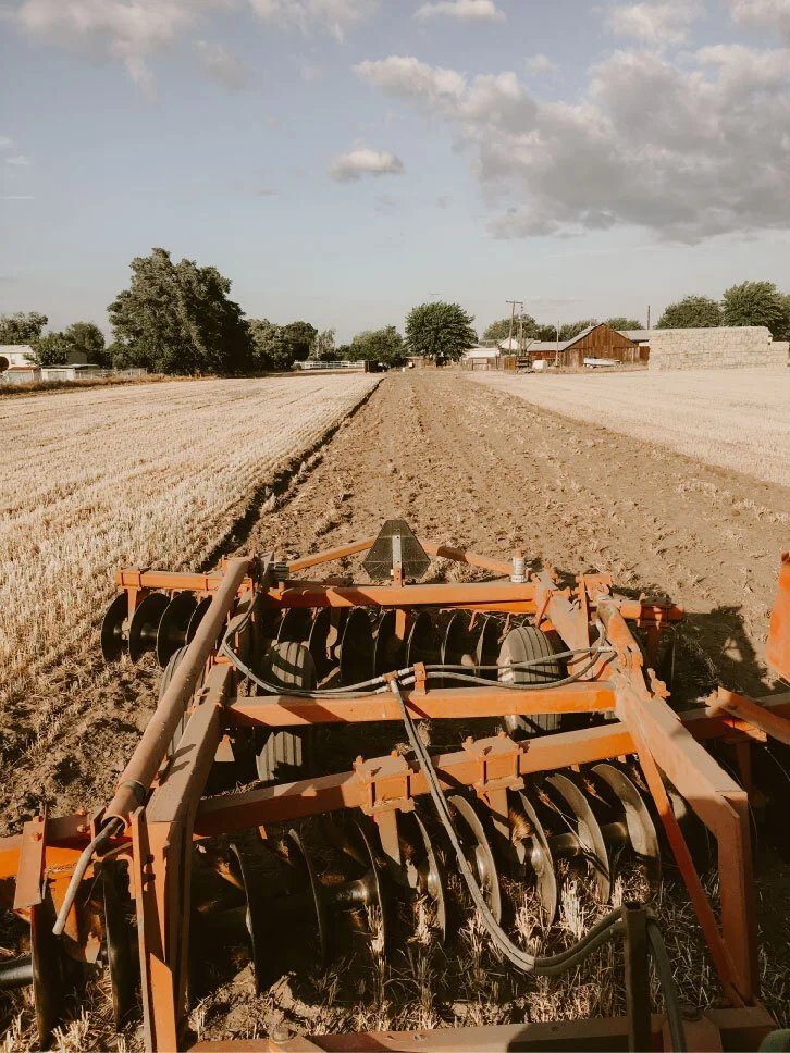 Orange disc harrow working through dry stubble